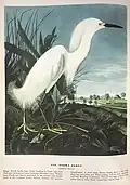 John James Audubon’s Birds of America, Bien edition double elephant folio; Pequot Library Special Collections