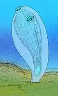 Reconstructed as a tunicate