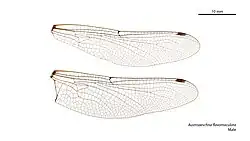 Male wings