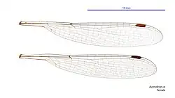 Female wings