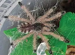 Immature, morphotype 2