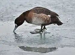 Aythya_marila_nearctica_F_1Yr_Ontario