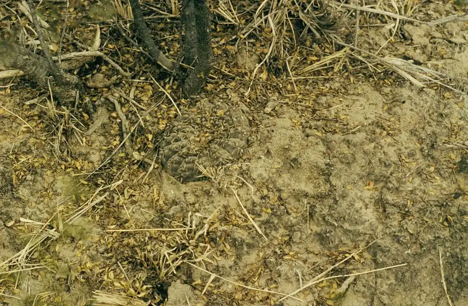 Gymnocalycium ragonesei growing near Lucio V. Mansilla, in Cordoba Province, Argentina