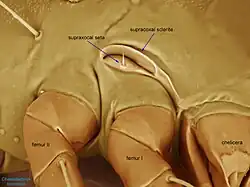 Chaetodactylus krombeini female lateral propodosoma showing enlarged supracoxal sclerite. This trait is diagnostic for the family Chaetodactylidae.