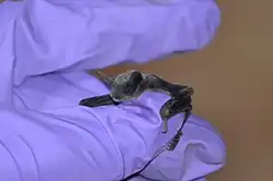 A gloved hand holds a baby little brown bat