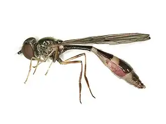 Baccha elongata