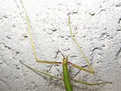 Female (head's detail)