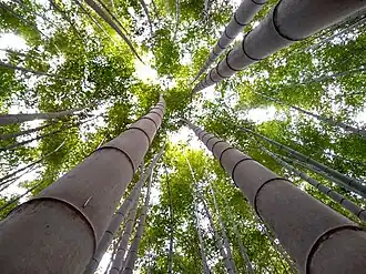 Bamboo forest, Gochangupseong Fortress, South Korea