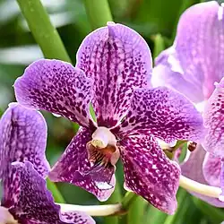 Papilionanda Ban Ki-moon Yoo Soon-taek (UN Secretary-General)