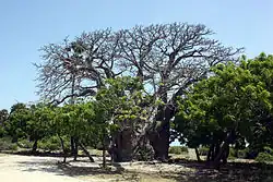 Baobab (Adansonia digitata), native to East Africa, introduced by Arabian sailors in the 7th century