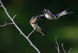 A swallow is feeding an insect to another swallow