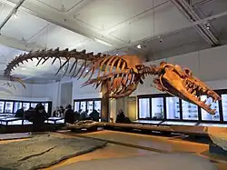 Basilosaurus, a whale