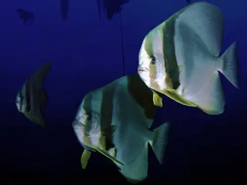 Batfish near Comores, Indian Ocean