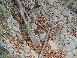 Microhabitat of S. ariasae in Beata island, consisting of patches of leaf litter deposited over karstified limestone.