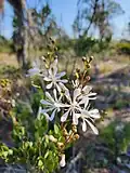Flowers and buds of specimen growing in Florida scrub