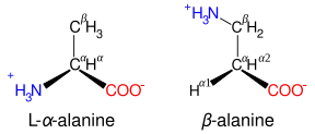 Diagrammatic comparison of the structures of β-alanine and α-alanine