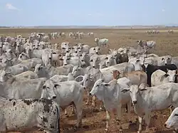 Cattle