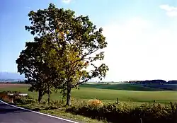 Tree of a parent and a child