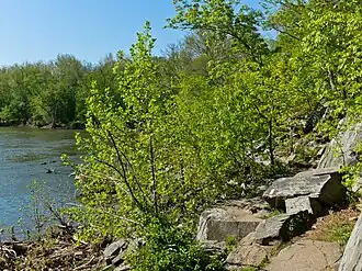 View of Potomac river from B trail