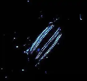 Image 19A Euplokamis comb jelly is bioluminescent. (from Animal coloration)