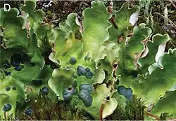 Close-up photograph of hydrated Nephroma arcticum thallus showing dark blue-grey cephalodia visible through the translucent green upper surface