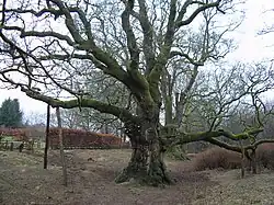 The Birnam Oak