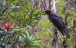 A brownish black bird looks to be squawking perched next to a bush with red flowers.