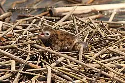 A newly hatched chick and two eggs on a nest made of floating reeds, in Ontario, Canada