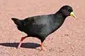 Black crake