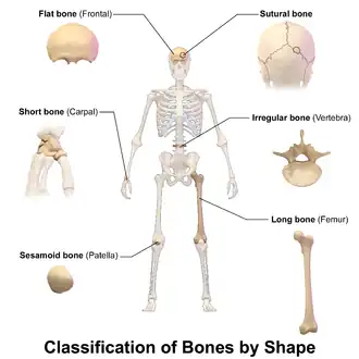 Classification of bones by shape