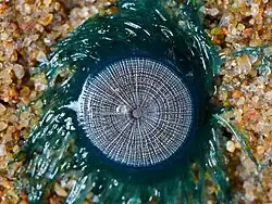 Central disk of blue button 1.5&nbsp;cm diameter