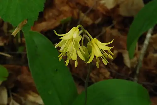 Clintonia borealis, bluebead, Newport State Park