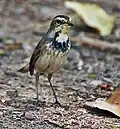 Female at Keoladeo National Park, Bharatpur, Rajasthan, India