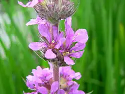 Lythrum salicaria