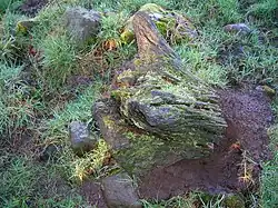 Bog tree stump, Scotland