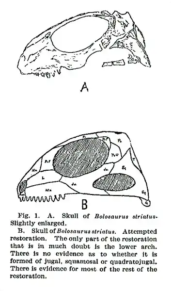 Bolosauruskull
