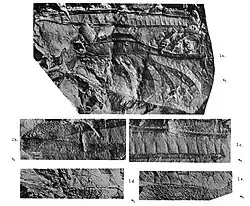 Boltonites radstockensis