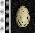 Egg, Collection Museum Wiesbaden
