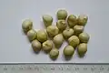 Large (circa 1&nbsp;cm) globose seeds (with scale reference)