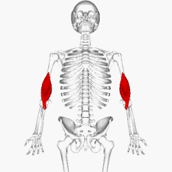 Position of brachialis (shown in red). Animation.