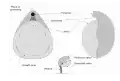 Brachiopod morphology