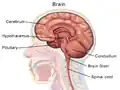 Brain anatomy (sagittal)