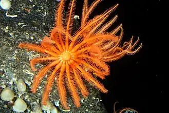 Novodinia antillensis (Brisingida)