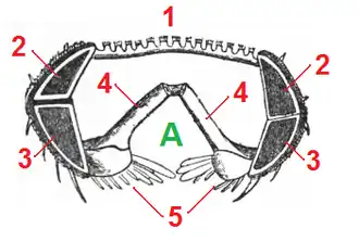 Cross-section of an arm. 1=papula and paxilla, 2=superomarginal plate, 3=inferomarginal plate, 4=ambulacral plates, 5=adambulacral plate