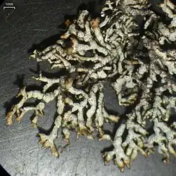 Small grayish lichen with branching lobes