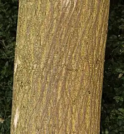 Texture of the trunk