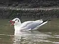 Brown-headed Gull fishing in Navi Mumbai, India