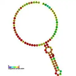 BsrC: Secondary structure taken from the Rfam database. Family RF01410