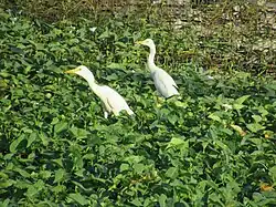 Cattle egrets among I. aquatica in Norzagaray, Philippines