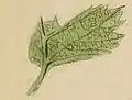 Hawthorn leaf, mined and with a cocoonet under which the larva moults